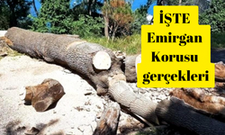 İBB Emirgan'daki ağaç kesimini belgelerle yalanladı