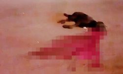 Sarıyer’de İETT otobüsü sokak köpeğini ezdi