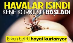 Sarıyer'de “Kene” korkusu büyüyor!