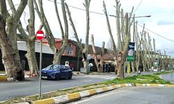 Bahçeköy Kemer Mahallesi’nde tehlike arz eden ağaçlar budandı