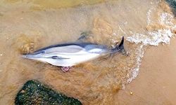 Kilyos sahili’nde üzücü görüntü: Yunus kıyıya vurdu!