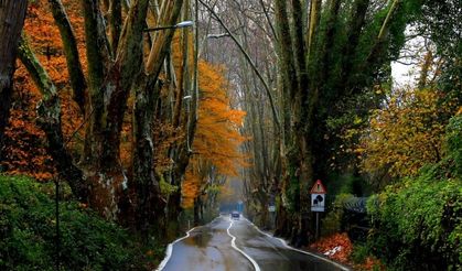 Bahçeköy'ün tarihi çınar ağaçları