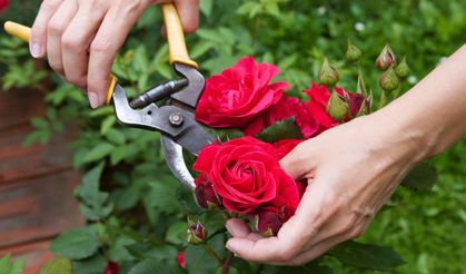 Gül Bakımı Nasıl Yapılır? Uzun Ömürlü ve Canlı Güller İçin İpuçları