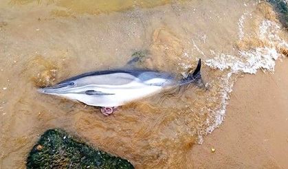 Kilyos sahili’nde üzücü görüntü: Yunus kıyıya vurdu!