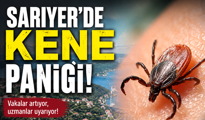 Sarıyer’de kene paniği: Mahalleli ilaçlama istiyor!