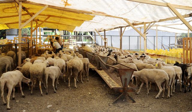 Kurbanlıklar pazar yerlerinde alıcıları bekliyor