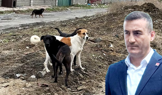 Mehmet Kubat: Yasayı geri çekin sokak köpeklerini koruyun!