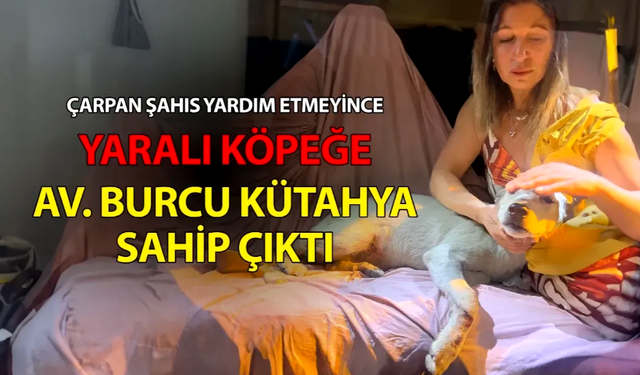 Yaralı köpeğe Sarıyerli Avukat Burcu Kütahya'dan yardım eli…