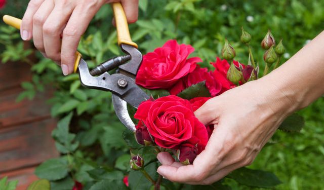 Gül Bakımı Nasıl Yapılır? Uzun Ömürlü ve Canlı Güller İçin İpuçları