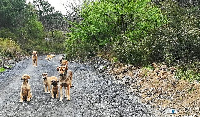 Ayazağa’da hayvanseverlerin ormanlık alan tepkisi!