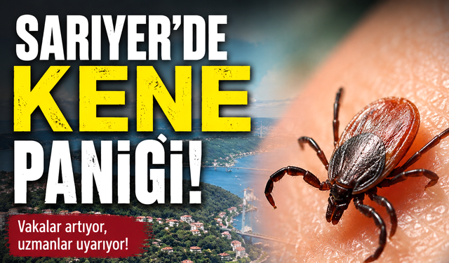 Sarıyer’de kene paniği: Mahalleli ilaçlama istiyor!