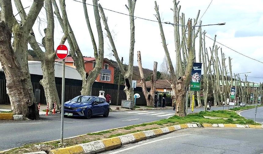 Bahçeköy Kemer Mahallesi’nde tehlike arz eden ağaçlar budandı