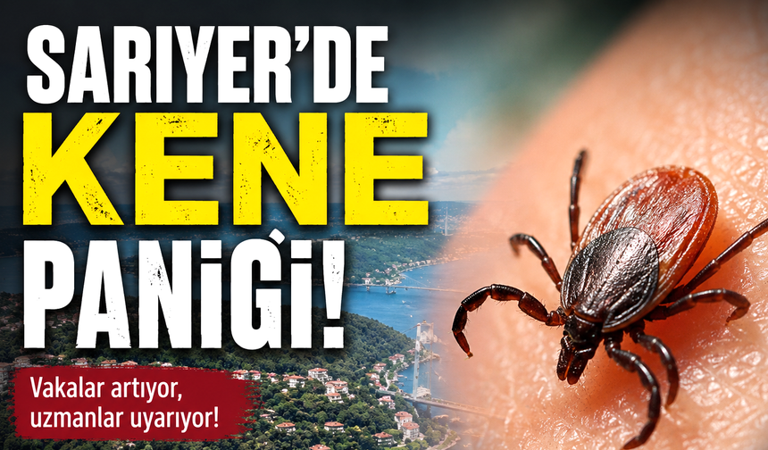 Sarıyer’de kene paniği: Mahalleli ilaçlama istiyor!